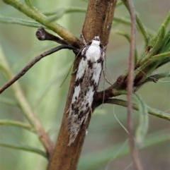 Eusemocosma pruinosa (Philobota Group Concealer Moth) at Aranda Bushland - 20 Nov 2021 by CathB