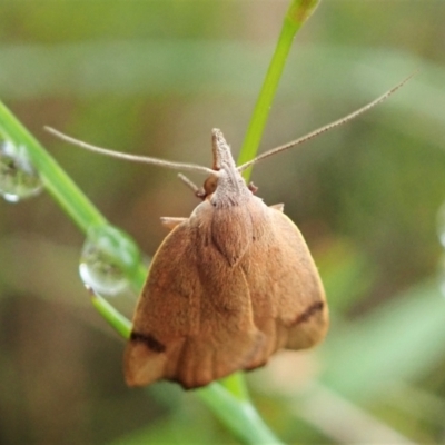 Tortricopsis uncinella (A concealer moth) at Aranda Bushland - 20 Nov 2021 by CathB