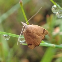 Tortricopsis uncinella at Molonglo Valley, ACT - 21 Nov 2021