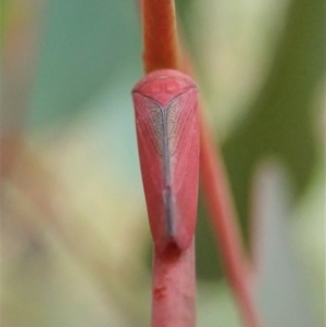 Katipo sp. (genus) at Molonglo Valley, ACT - 21 Nov 2021