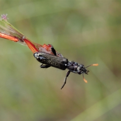 Eleale simplex (Clerid beetle) at Aranda Bushland - 20 Nov 2021 by CathB
