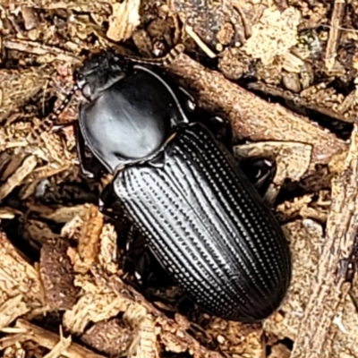 Meneristes australis (Darking beetle) at O'Connor, ACT - 22 Nov 2021 by trevorpreston