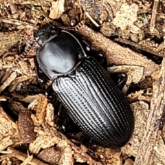 Meneristes australis (Darking beetle) at O'Connor, ACT - 22 Nov 2021 by trevorpreston