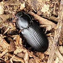 Meneristes australis at O'Connor, ACT - 22 Nov 2021