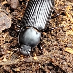 Meneristes australis at O'Connor, ACT - 22 Nov 2021 01:30 PM