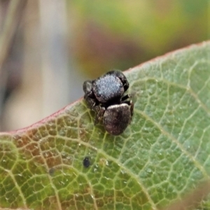 Simaethula sp. (genus) at Molonglo Valley, ACT - 21 Nov 2021 10:29 AM