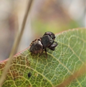 Simaethula sp. (genus) at Molonglo Valley, ACT - 21 Nov 2021 10:29 AM