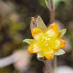 Hypericum gramineum (Small St Johns Wort) at Bruce Ridge - 22 Nov 2021 by trevorpreston