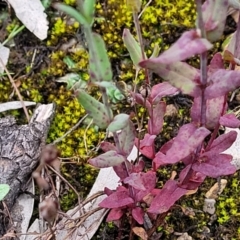 Hypericum gramineum at O'Connor, ACT - 22 Nov 2021