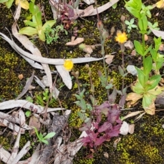 Hypericum gramineum at O'Connor, ACT - 22 Nov 2021 01:35 PM