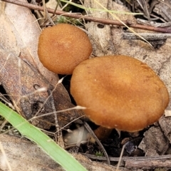 Unidentified Cap on a stem; gills below cap [mushrooms or mushroom-like] at O'Connor, ACT - 22 Nov 2021 by tpreston