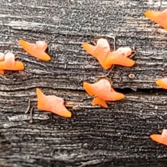 zz jelly-like puzzles at Bruce Ridge - 22 Nov 2021 by trevorpreston