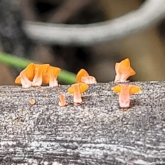 zz jelly-like puzzles at O'Connor, ACT - 22 Nov 2021