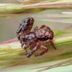 Stephanopis sp. (genus) (Knobbly crab spider) at Aranda Bushland - 21 Nov 2021 by CathB