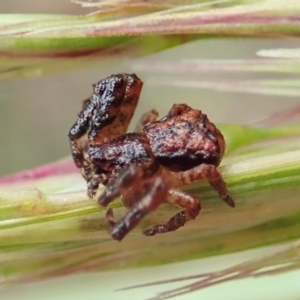 Stephanopis sp. (genus) at Aranda, ACT - 21 Nov 2021