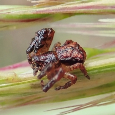 Stephanopis sp. (genus) (Knobbly crab spider) at Aranda Bushland - 21 Nov 2021 by CathB