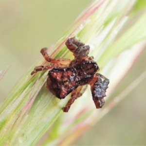 Stephanopis sp. (genus) at Aranda, ACT - 21 Nov 2021