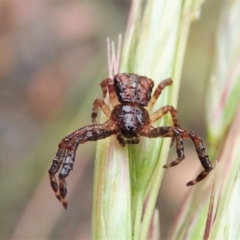 Stephanopis sp. (genus) at Aranda, ACT - 21 Nov 2021