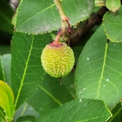 Arbutus unedo (Strawberry Tree) at O'Connor, ACT - 22 Nov 2021 by trevorpreston