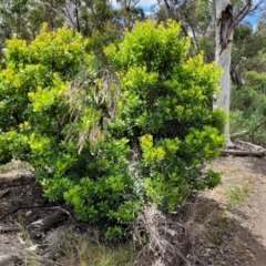 Arbutus unedo at O'Connor, ACT - 22 Nov 2021 01:42 PM