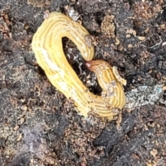 Fletchamia quinquelineata (Five-striped flatworm) at O'Connor, ACT - 22 Nov 2021 by trevorpreston