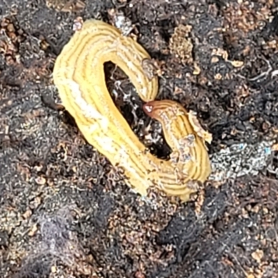 Fletchamia quinquelineata (Five-striped flatworm) at Bruce Ridge - 22 Nov 2021 by trevorpreston