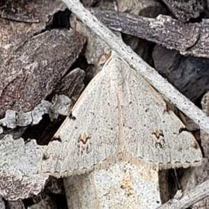 Dichromodes estigmaria at O'Connor, ACT - 22 Nov 2021 01:45 PM