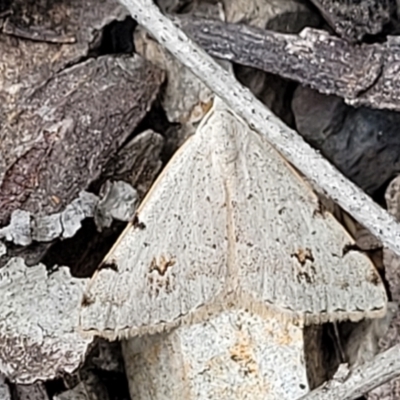 Dichromodes estigmaria (Pale Grey Heath Moth) at Bruce Ridge - 22 Nov 2021 by trevorpreston