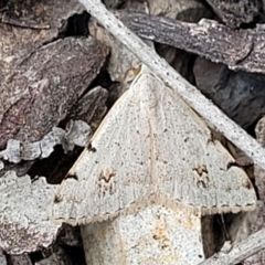 Dichromodes estigmaria (Pale Grey Heath Moth) at Bruce Ridge - 22 Nov 2021 by tpreston