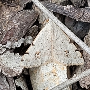 Dichromodes estigmaria at O'Connor, ACT - 22 Nov 2021 01:45 PM