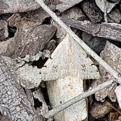 Dichromodes estigmaria at O'Connor, ACT - 22 Nov 2021 01:45 PM