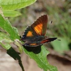 Paralucia aurifera (Bright Copper) at Tidbinbilla Nature Reserve - 18 Nov 2021 by CathB