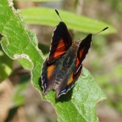 Paralucia aurifera at Paddys River, ACT - 18 Nov 2021