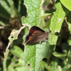 Paralucia aurifera at Paddys River, ACT - 18 Nov 2021