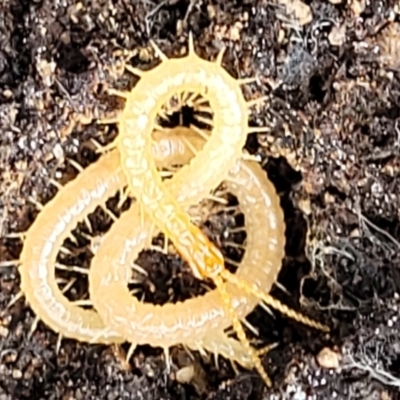 Geophilomorpha sp. (order) (Earth or soil centipede) at O'Connor, ACT - 22 Nov 2021 by trevorpreston