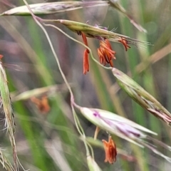 Rytidosperma pallidum (Red-anther Wallaby Grass) at O'Connor, ACT - 22 Nov 2021 by tpreston