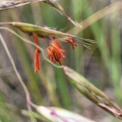 Rytidosperma pallidum at O'Connor, ACT - 22 Nov 2021