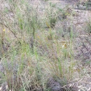 Rytidosperma pallidum at O'Connor, ACT - 22 Nov 2021