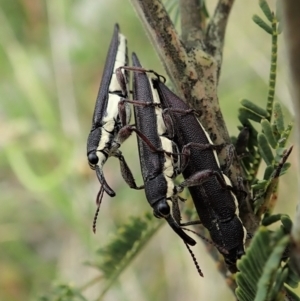 Rhinotia phoenicoptera at Paddys River, ACT - 18 Nov 2021