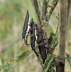 Rhinotia phoenicoptera at Paddys River, ACT - 18 Nov 2021 03:52 PM