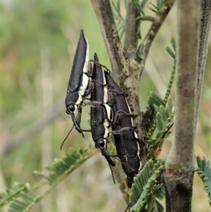 Rhinotia phoenicoptera at Paddys River, ACT - 18 Nov 2021