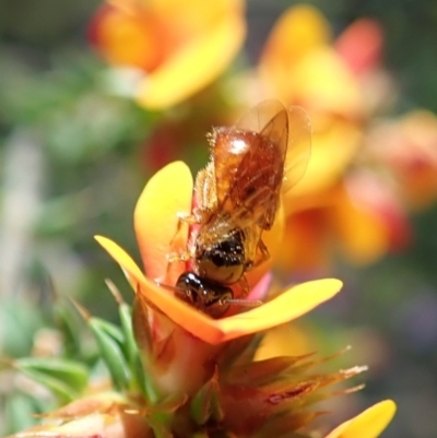 Exoneura sp. (genus) (A reed bee) at Tidbinbilla Nature Reserve - 18 Nov 2021 by CathB