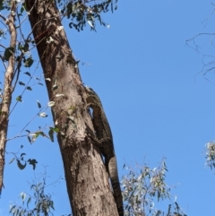 Varanus varius (Lace Monitor) at West Wodonga, VIC - 22 Nov 2021 by ChrisAllen