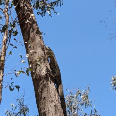 Varanus varius (Lace Monitor) at Wodonga - 22 Nov 2021 by ChrisAllen