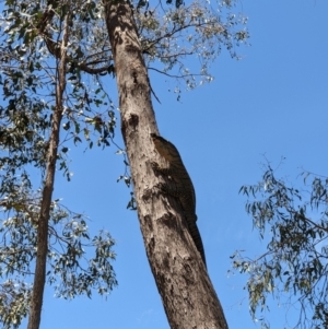 Varanus varius at West Wodonga, VIC - 22 Nov 2021