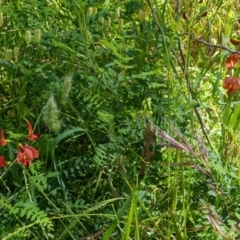 Swainsona galegifolia at West Wodonga, VIC - 22 Nov 2021