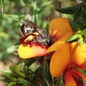 Lasioglossum (Chilalictus) sp. (genus & subgenus) at Paddys River, ACT - 18 Nov 2021