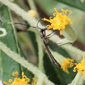 Enchoptera apicalis at Paddys River, ACT - 18 Nov 2021