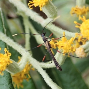 Enchoptera apicalis at Paddys River, ACT - 18 Nov 2021