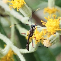 Enchoptera apicalis at Paddys River, ACT - 18 Nov 2021